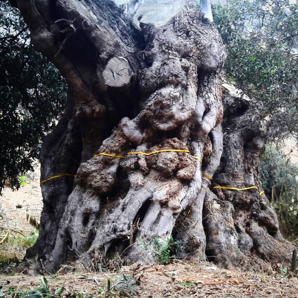 Gianvargas's tweet photo. Este es el olivo datado con mayor edad por toda América del Sur. Cuatro siglos y medio cultivado en el Valle de Ilo, región Moquegua, Perú. https://t.co/TgqjkqVnEt