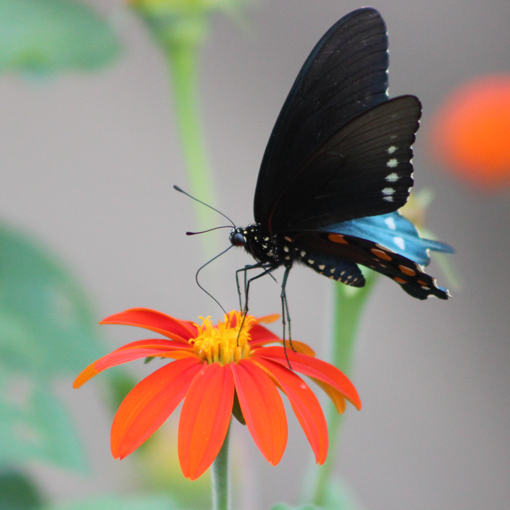 TulsaZoo's tweet photo. Butterflies can taste with their feet.
#ickyology #grossbutfascinating https://t.co/sqPB86qO1m