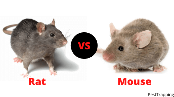 PestTrapping's tweet photo. Mice vs Rats – Difference Between Mouse and Rat? :-Rat and Mouse both come from the family of the rodents. They both are intelligent creatures who are capable of spreading deadly diseases.  #micevsrats #mice #RatsZone #rats 
https://t.co/MbCKYZUZOA https://t.co/DpAJMS7ZIa