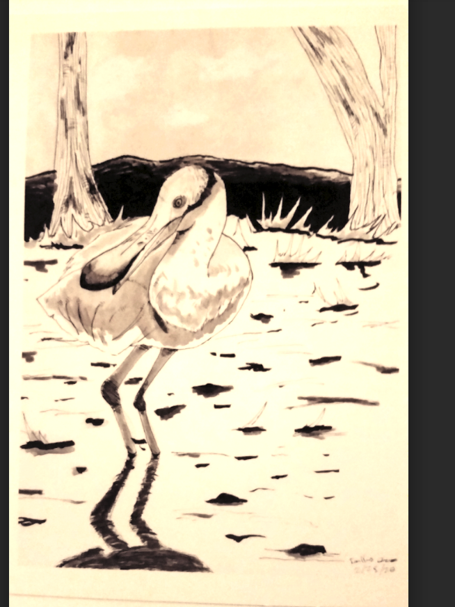 BCISD's tweet photo. #BCJH art students placed in Matagorda Bay Birdfest's youth art contest. Congrats to Dallas C, 2nd; Jasmine G, 3rd: &amp; HM to Aracely P &amp; Ashley M. #BCJH art teachers are Leslie Stevens &amp; Renee Lawrence @BayCityJuniorH1 @bchsreyes @khicklBCISD @ashleyhaggBCISD @PrincipalMDodd https://t.co/8ZO93vk7TC