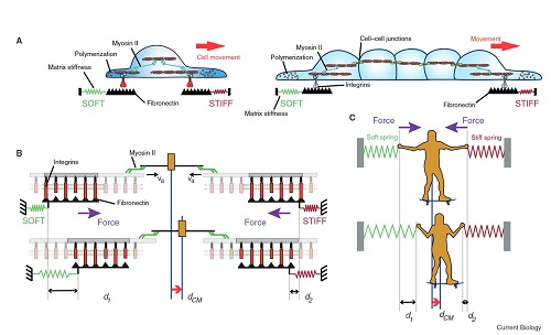 IBECBarcelona's tweet photo. A great scientific review with great communication!
Experts @XavierTrepat & Raimon Sunyer explain “Durotaxis”, a cell migration mechanism with a potential role in several diseases, in journal @CurrentBiology @CellPressNews:
➡️https://t.co/vH2NxvofI2
#IBECExperts #Bioengineeing https://t.co/QO6bijdooB