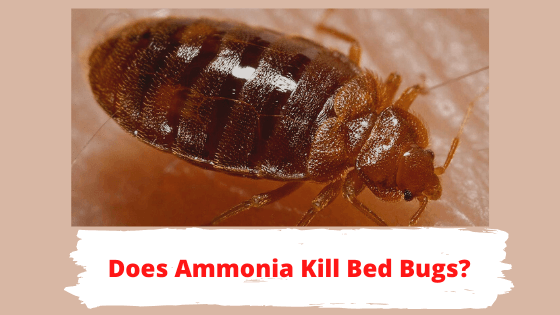 PestTrapping's tweet photo. Does Ammonia kill Bed Bugs ? Is Using Ammonia Dangerous ? :-Being hygienic and regular cleaning is very much necessary but ammonia is also known to be a popular and home-friendly method of killing bed bugs.  #ammonia #bedbugs #pest 
https://t.co/yNosgudTMx https://t.co/CuIcAXjsHQ