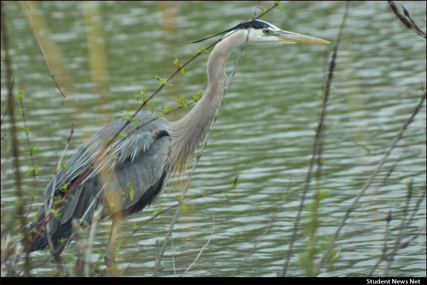 snnheadlines's tweet photo. Drive through restaurants are open as are some drive through national wildlife refuges, food for the spirit for sure. This is a blue heron spotted at the Ottawa National Wildlife Refuge on the southwestern shores of Lake Erie. https://t.co/PkQg05uBD9