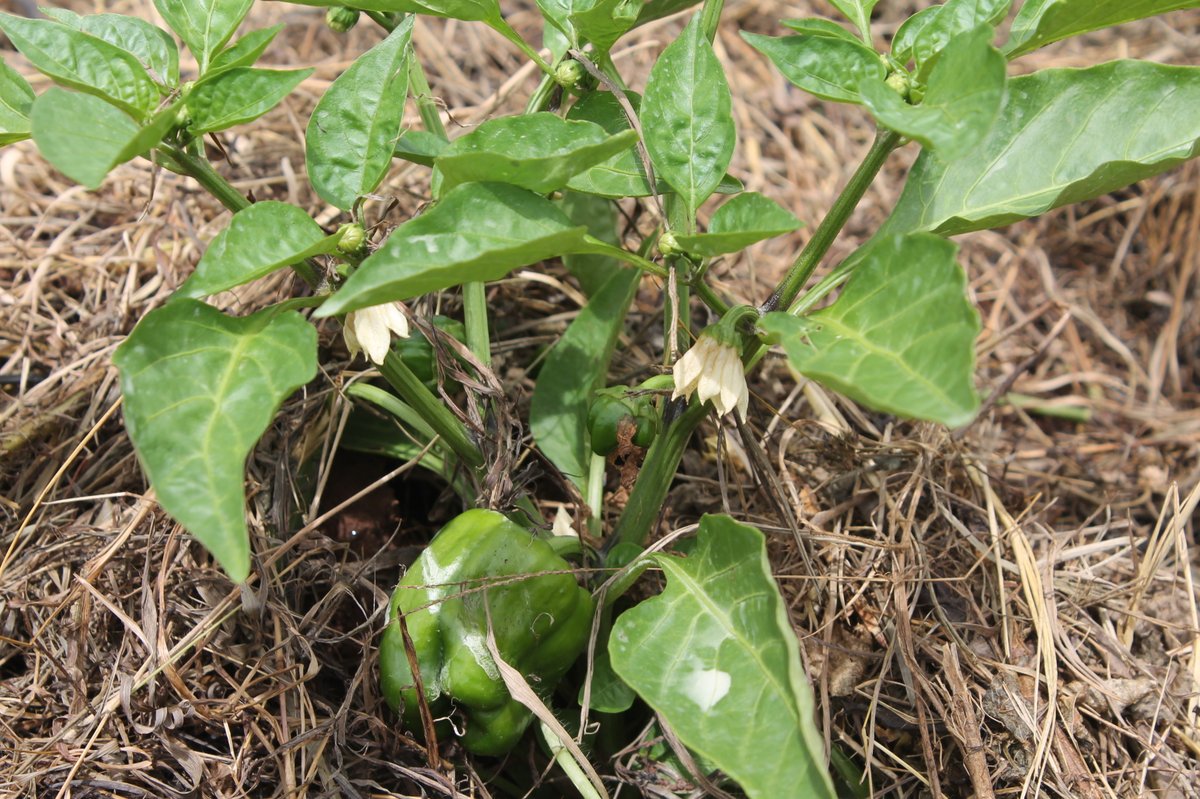 Huye_College's tweet photo. Green peppers planted by our students are growing up. @Rwanda_Edu @RwandaPolytec @RwandaAgri @RwandaAgriBoard @TumbaCollegeTCT https://t.co/qcL1a3eKbp