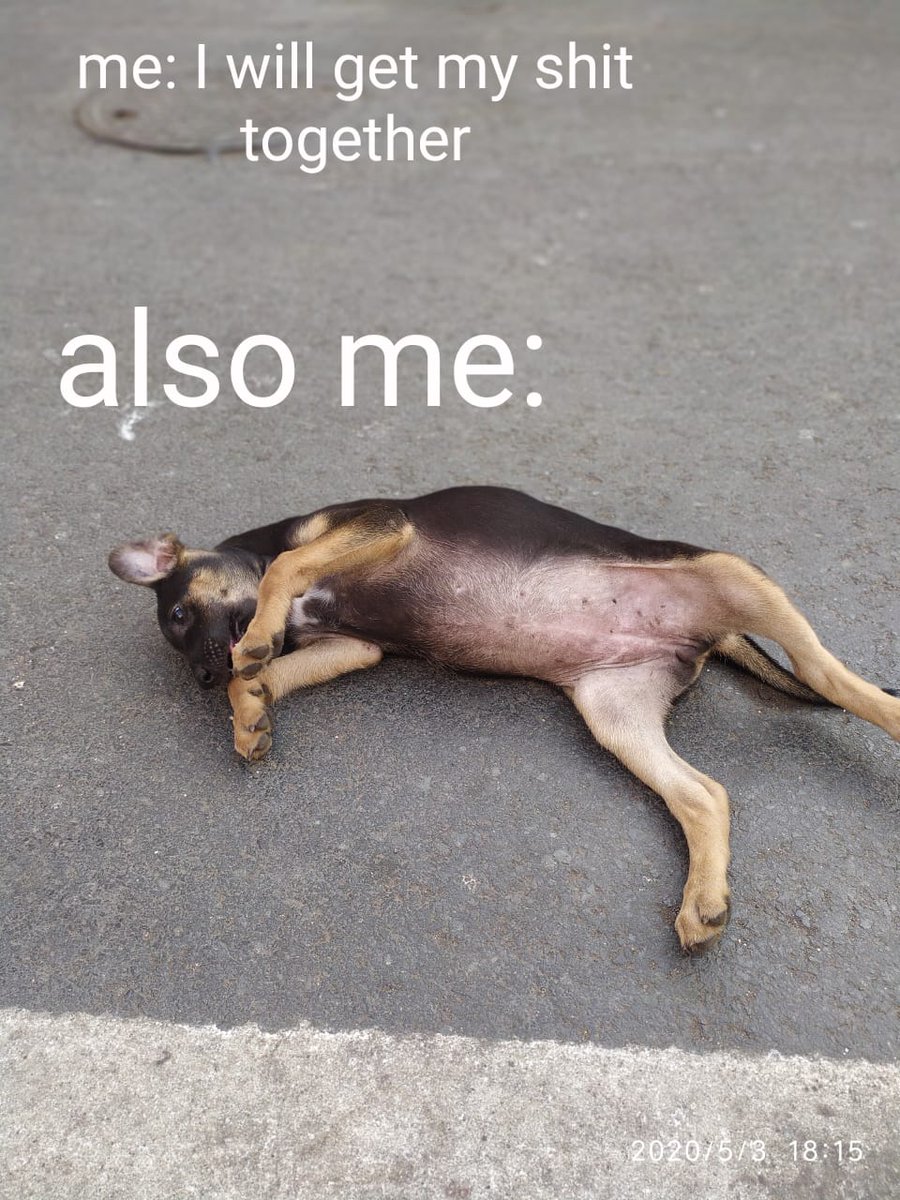 Wetheanimalsin's tweet photo. It's a dark time for earth, but that does not mean we cannot have a little laugh. Here are some pictures, that should make you giggle. Remember that bad times pass.
#memes #funnyanimalsmemes #animalmemes #animalsarethebest #animalmemesofficial #animals #bestmemes #wholesomememes https://t.co/ncfHlaiJbv