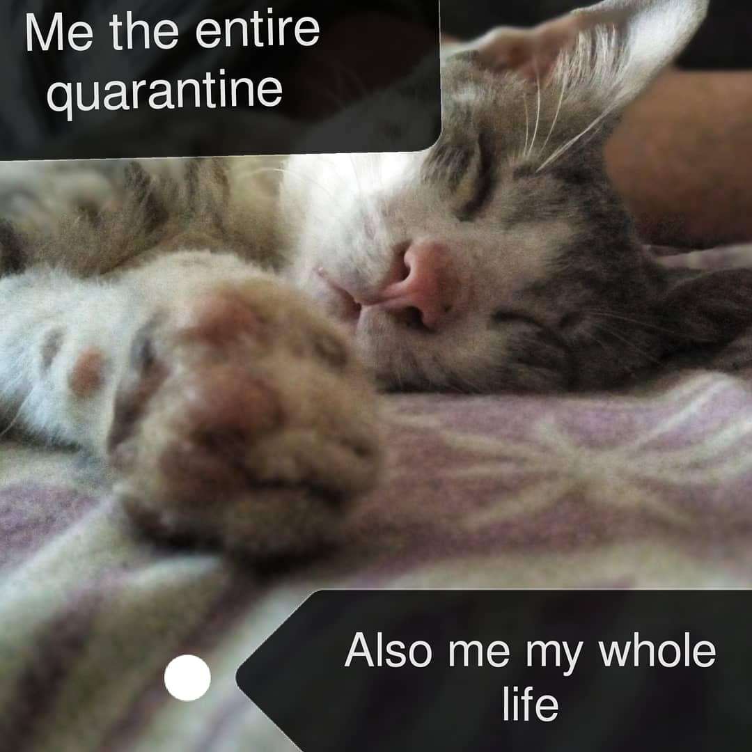 Wetheanimalsin's tweet photo. It's a dark time for earth, but that does not mean we cannot have a little laugh. Here are some pictures, that should make you giggle. Remember that bad times pass.
#memes #funnyanimalsmemes #animalmemes #animalsarethebest #animalmemesofficial #animals #bestmemes #wholesomememes https://t.co/ncfHlaiJbv