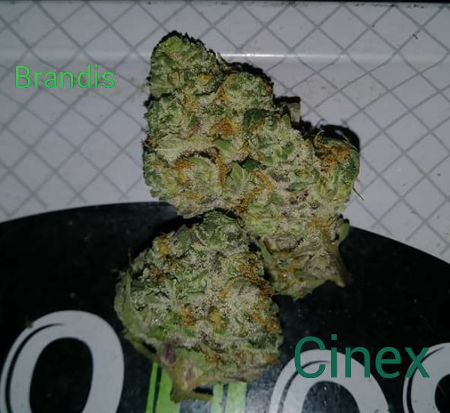 420indianagirl's tweet photo. Zookies NOT broke down so we'll go with Cinex.I dig the energy buzz. @Bklynbby @ACannabisQueen @chrischoc35 @_jena4n @snoopdemidogg @BudsnVines @sweetleaf_420 @Godzmazter @420Leafstyle @dan_chronicles @BudsnVines_co @tokes_a @BrandonRivers20 And my 7yo thinks his 🐱 needs a ✂😂 https://t.co/VxPWmbg8NC