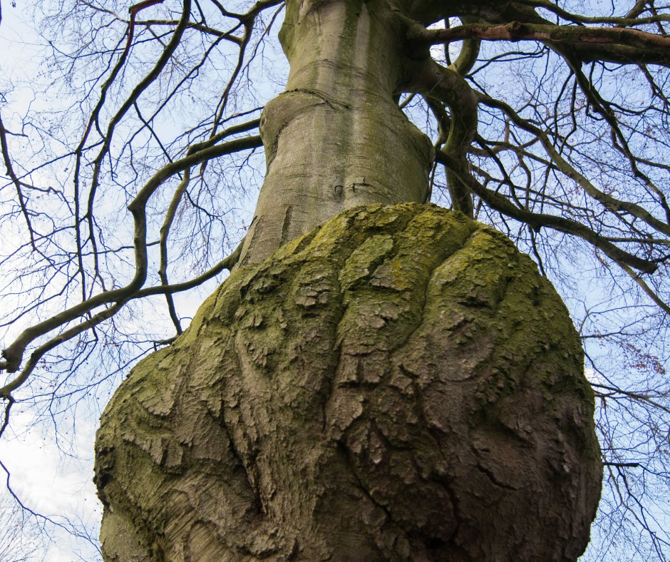 AllesOverGroenbeheer tweet media