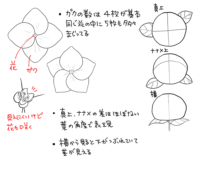 いちあっぷ By Mugenup クリエイティブ制作会社 En Twitter アジサイの描き方 和の花 植物の描き方4選 椿 乙女椿 紫陽花 桜 いちあっぷ T Co Zmcikldant 絵が上手くなる記事はコレ