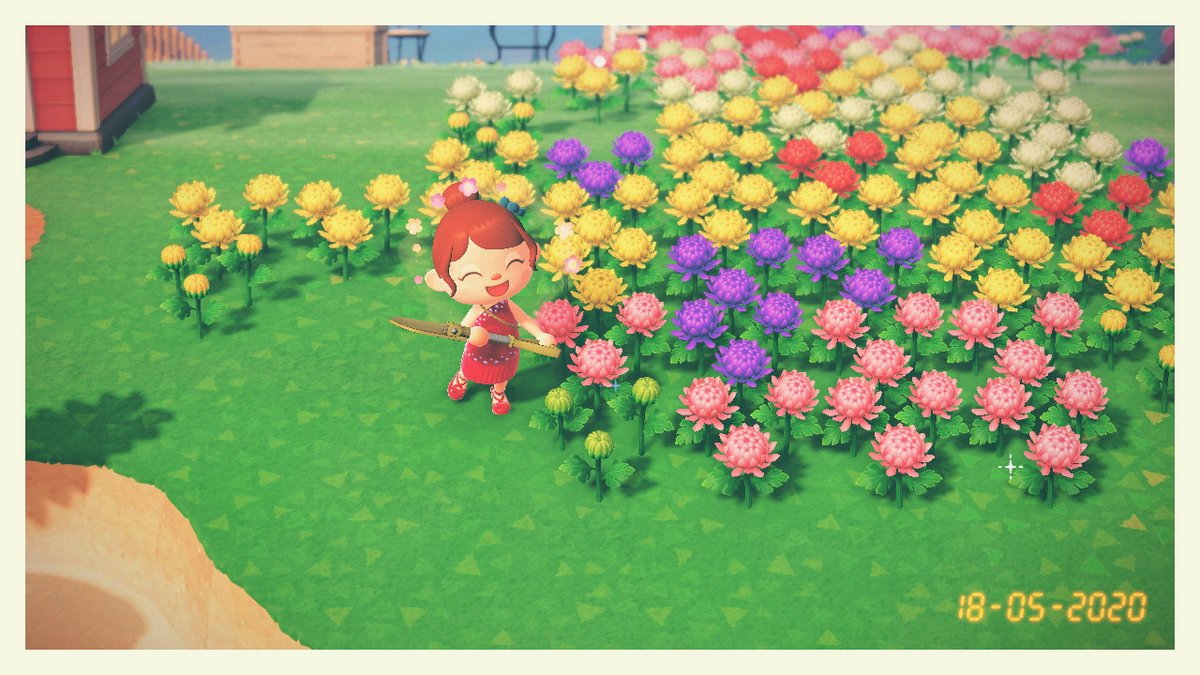 Alexandra Mq on Twitter "Mi primer crisantemo verde!! My very first