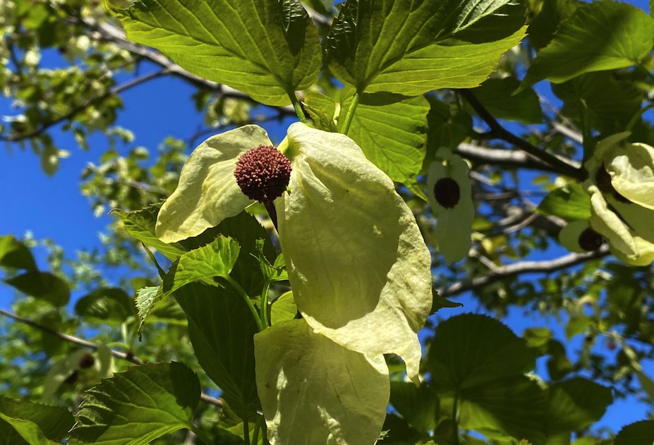 FOPG's tweet photo. #SharingSpring--One of the more unusual trees in the #PublicGarden is the #DoveTree. What most people think are petals are actually bracts, or modified leaves.  Also called the #HandkerchiefTree, from a distance it looks like white doves or handkerchiefs. #Boston #urban #spring https://t.co/57DasHjQsV