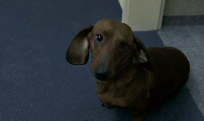 映画に出てくる犬の安否が気になる人々と 犬だけは無事 なことを必死で伝えてくる アングスト 公式 Togetter 映画に出てくる犬の安否が気になる人々と 犬だけは無事 なことを必死で伝えてくる アングスト 公式 Togetter