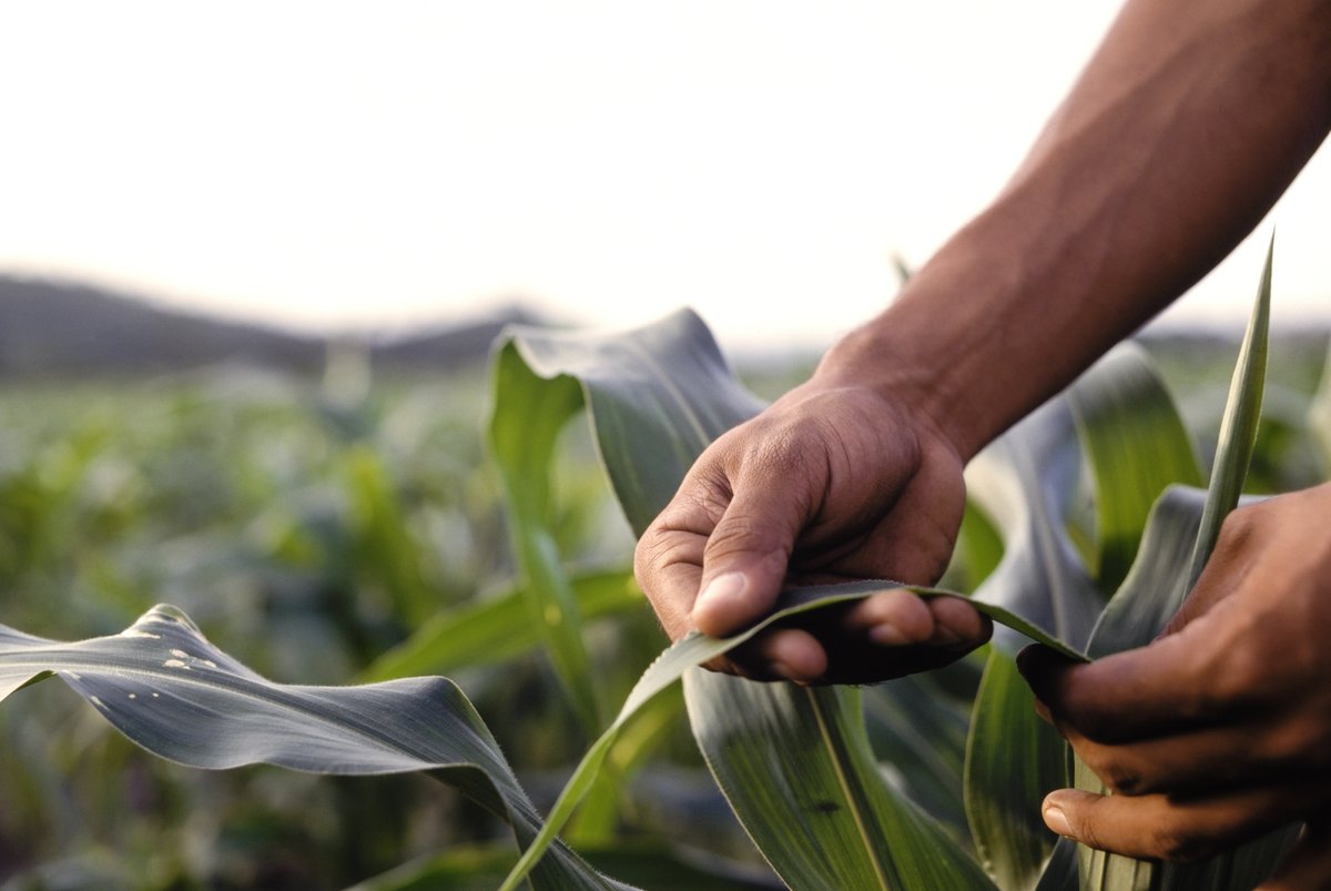 Know2Grow Alert - Tissue Sampling
nordersupply.com/crop-protectio…