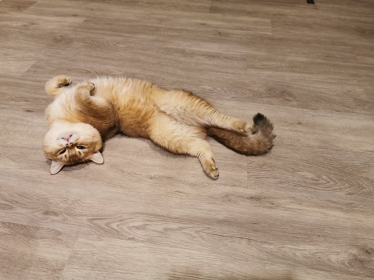 _natandcats's tweet photo. อยากบอกเธอสักครั้ง
โปรดเถอะนะขอวอน
หยุดน่ารักได้ไหม
ใจฉันกำลังละลาย…🎶🎶🎶

#natandcats​ #แพ้ทาง #CatsOfTwitter​ #bristishshorthair https://t.co/mg4xYoMDzf