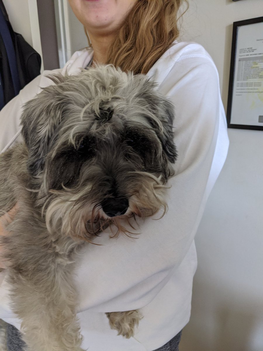 jack_hampsonn's tweet photo. My sister has put a bobble in my dogs hair and my dog just has a look that screams 'save me from this crazy woman' 😂 https://t.co/wE3W9UzfvA