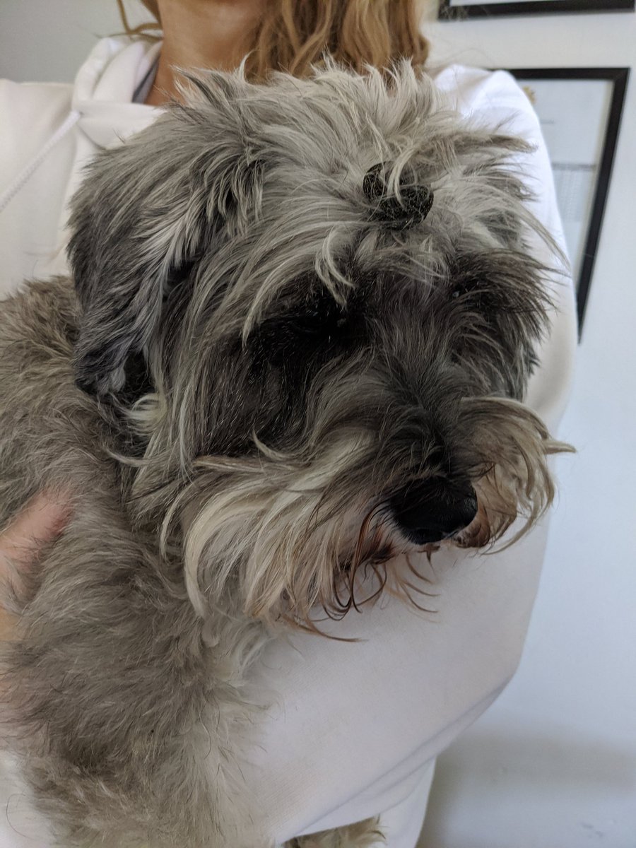jack_hampsonn's tweet photo. My sister has put a bobble in my dogs hair and my dog just has a look that screams 'save me from this crazy woman' 😂 https://t.co/wE3W9UzfvA