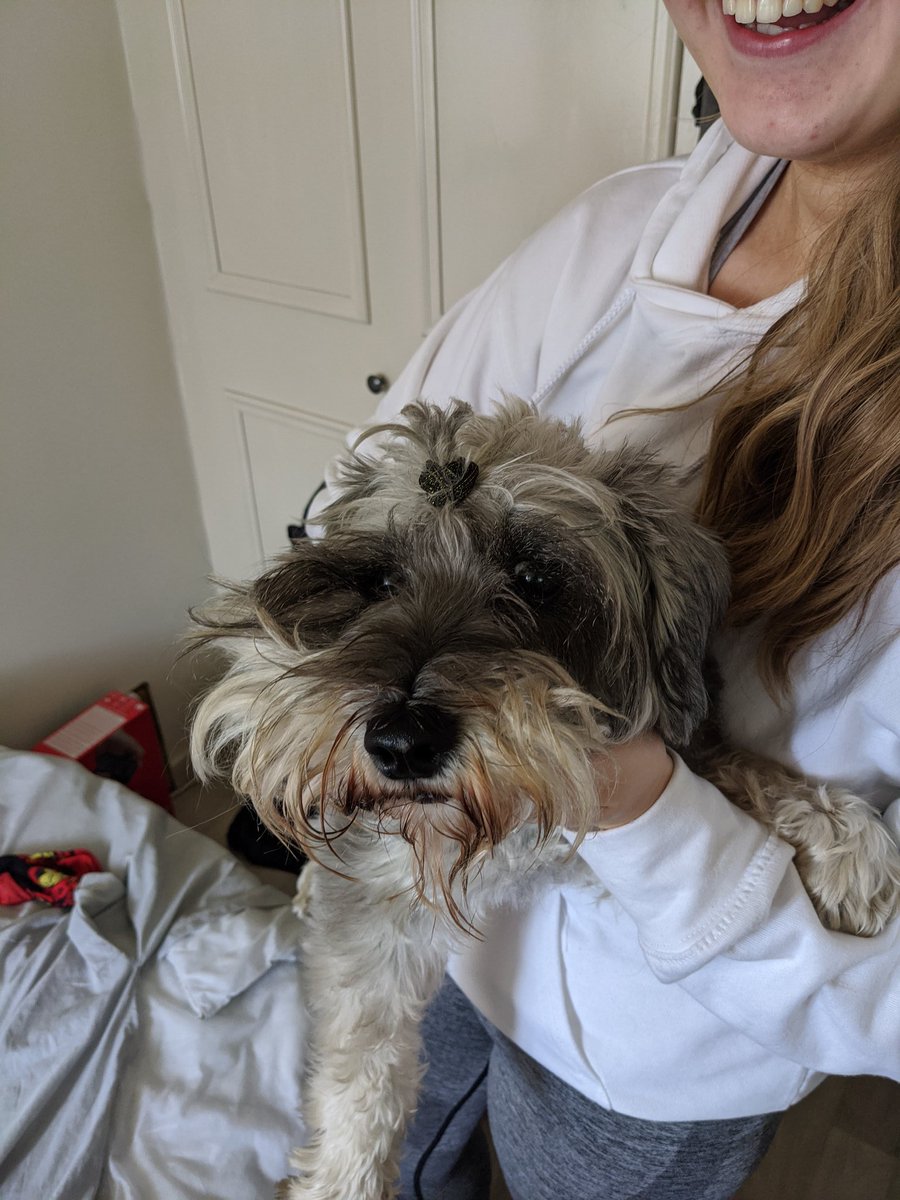 jack_hampsonn's tweet photo. My sister has put a bobble in my dogs hair and my dog just has a look that screams 'save me from this crazy woman' 😂 https://t.co/wE3W9UzfvA