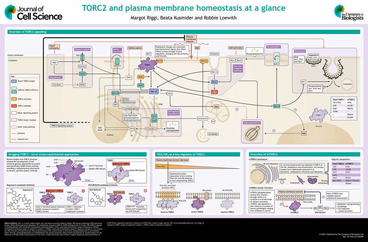 O Xrhsths J Cell Science Sto Twitter Check Out Our Latest Poster By Loewith Co Loewithlab Unige En On Torc2 And Plasma Membrane Homeostasis At A Glance T Co Xmzilzpelq T Co Sotumzz9zp
