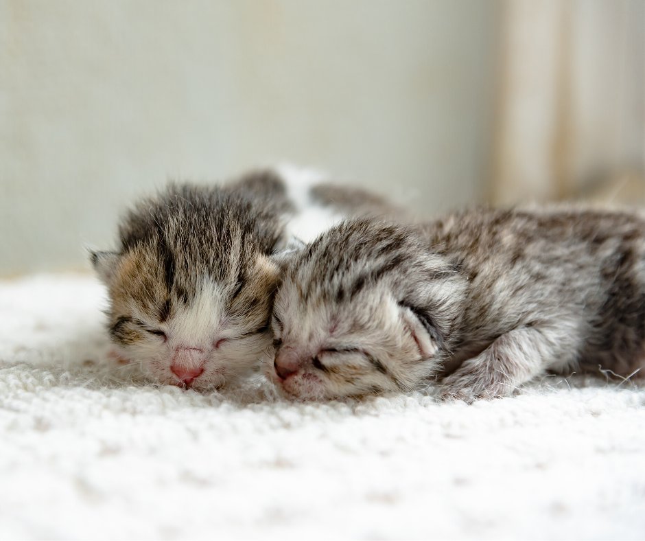 CustomMech's tweet image. We hope this photo brings a smile to your face! We could all use one during these difficult times.