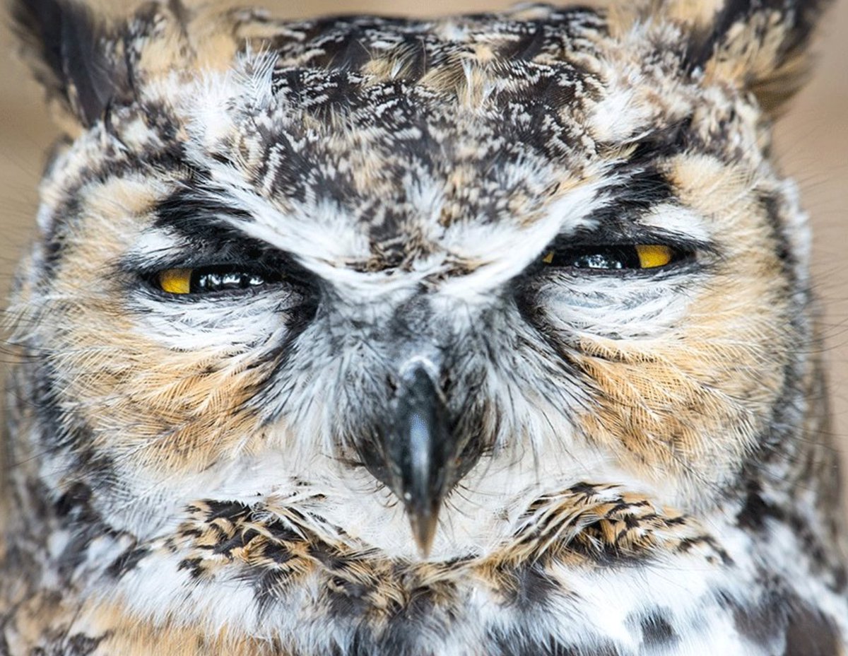 UtahDWR's tweet photo. When Monday arrives too soon. #moreweekendplease #mondaymood https://t.co/k9St3lFGbk