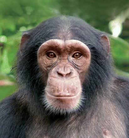 Nigeria Cameroon Chimpanzee nigeria-cameroon-chimpanzee