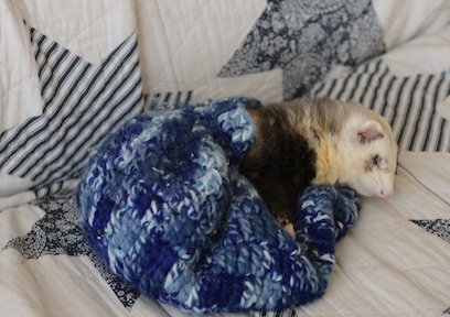 AngelCityFerret's tweet photo. I am king of naps. 
——————————————— 
The Greater Los Angeles Ferret Club.
———————————————— 
#CaliforniaFerrets #ferrets https://t.co/e5KzUU3Bgk