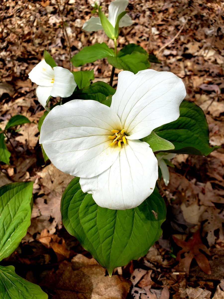 The earth is waking at the voice of May,
The new grass brightens by the trodden way,
The woods wave welcome to the sweet spring day,
And the sea is growing summer blue.
-Elizabeth Akers Allen (1832-1911)
#poetry #trillium #Ontario #OEmemories #TOES_tdsb #experiential