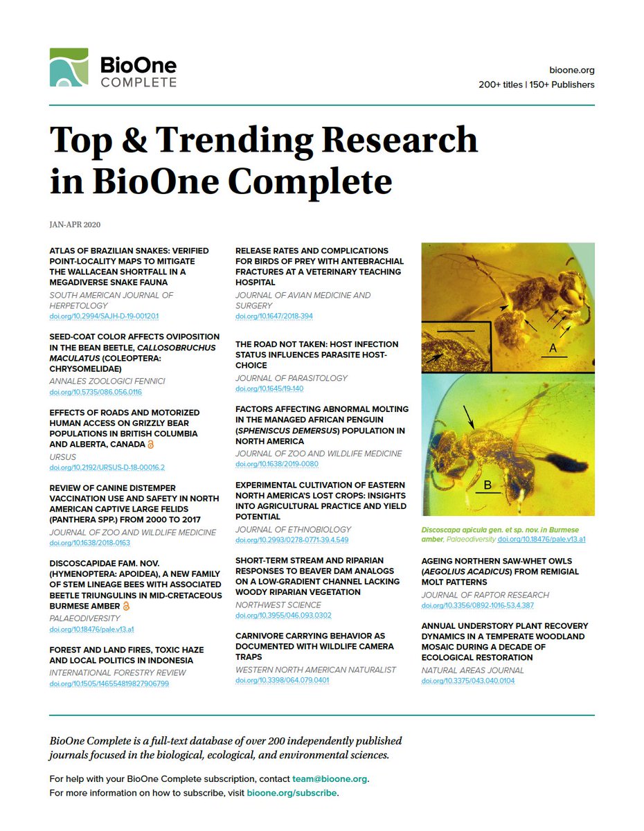 BioOneNews's tweet image. Which articles have been trending in BioOne Complete this year? You can find links to the top 14 here: bio-one.co/2WxTOni #biologytwitter