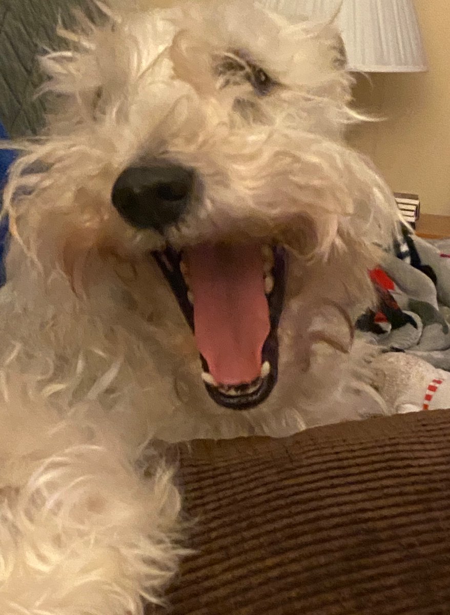 schnauzaroos's tweet photo. I’m back baby!!!!!
#SchnauzerGang   #Schnauzaroos
@SchnauzarooCrew https://t.co/hWOn3o73ej