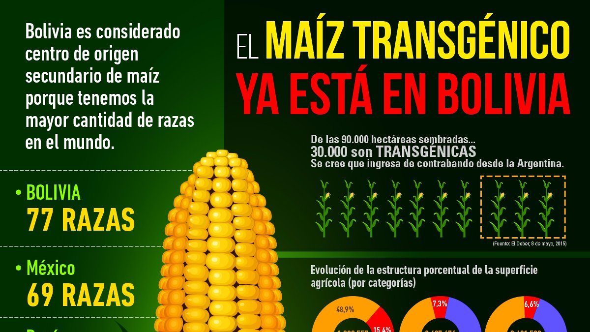 cedib_com's tweet image. Bolivia en su biodiversidad, tiene la mayor cantidad de razas de maíz del mundo. Con la entrada de transgénicos, por vía legal e ilegal, ponemos en riesgo nuestra salud y soberanía alimentaria.    
#NoTransgénicosEnBolivia