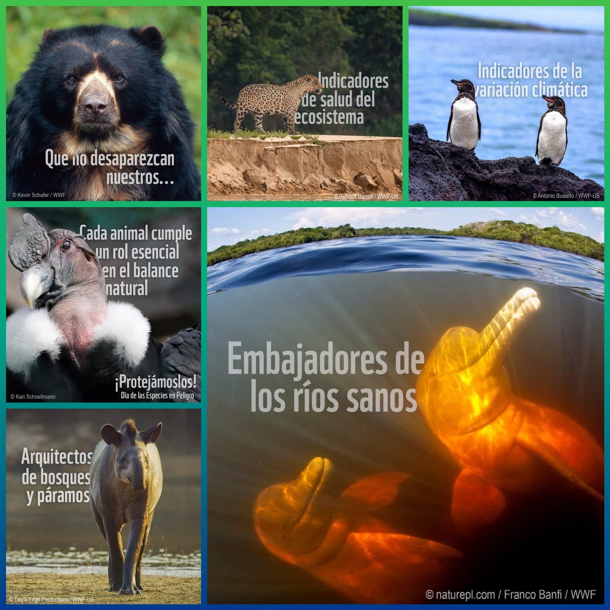 La naturaleza es fundamental para nuestra salud, nuestro sustento y nuestro bienestar. Encaminemos el planeta hacia su recuperación para el año 2030. ourplanet.com/voice #compartirnuestroplaneta ourplanet.com/es/voice/ #naturematters