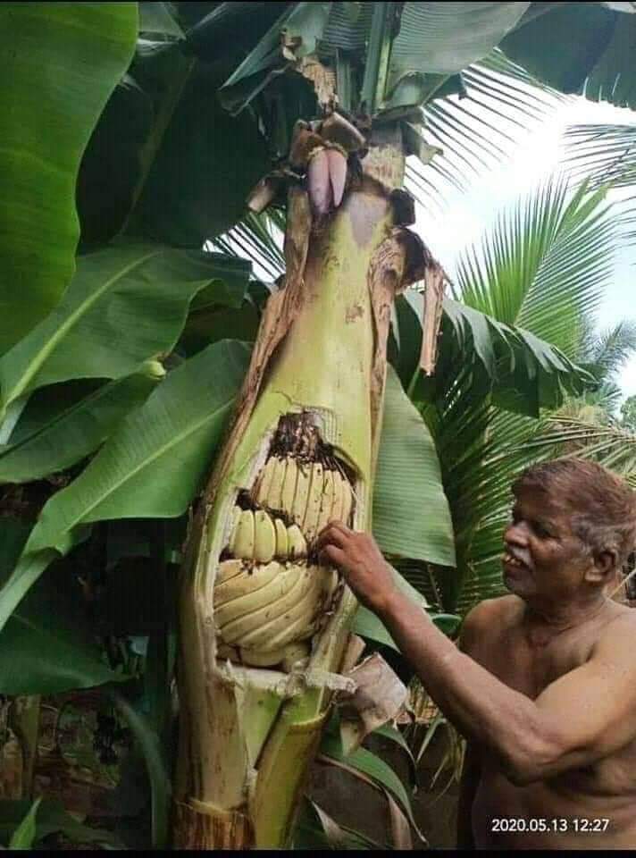 kettaBoy_'s tweet photo. வாழை மரத்திற்குள் வாழை பழம் பார்ப்பது இதுவே முதல் முறை என்றால் !!!

அந்த விவசாயியை வாழ்த்துங்கள்....
#Valimai https://t.co/qdAqITN1A7