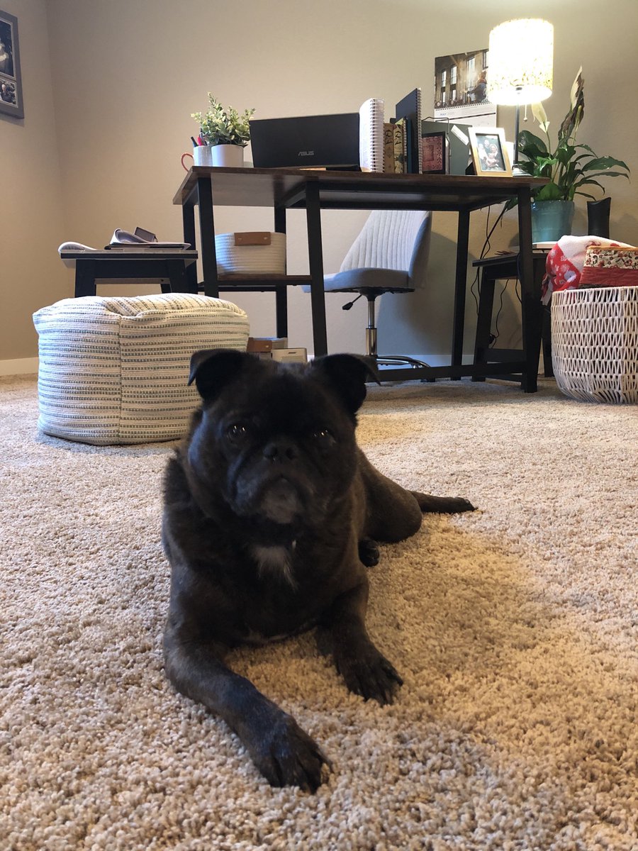 LindsayIRL's tweet photo. Happy Monday! Have a great week. 

#mondaymood #mondaymotivation #wfhlife #mycoworker #wellirl https://t.co/T5lzF6u6t1