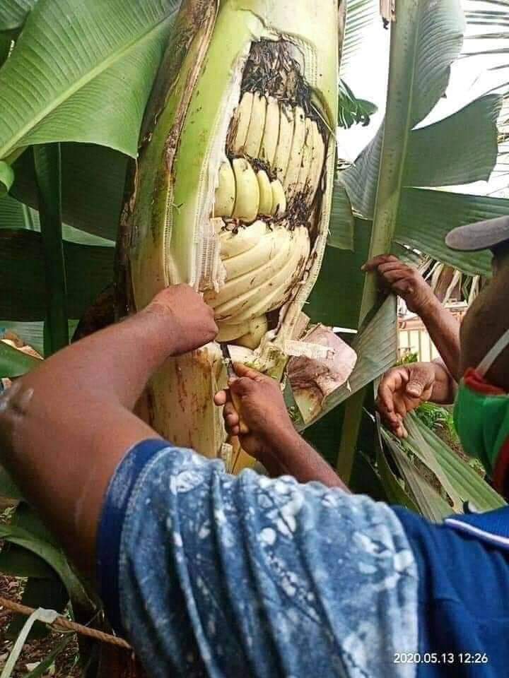 kettaBoy_'s tweet photo. வாழை மரத்திற்குள் வாழை பழம் பார்ப்பது இதுவே முதல் முறை என்றால் !!!

அந்த விவசாயியை வாழ்த்துங்கள்....
#Valimai https://t.co/qdAqITN1A7