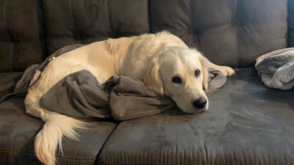 I just want the world to know that my dog is genius. He just pawed the controller to my heated blanket to turn it on. Now he wrapped around it in, living his best fluffy dog life. 🐾