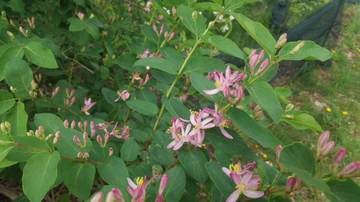 HEBergeron's tweet photo. Anyway back to your regularly scheduled close-focus images of flowers. https://t.co/I7ibEx4Wjc