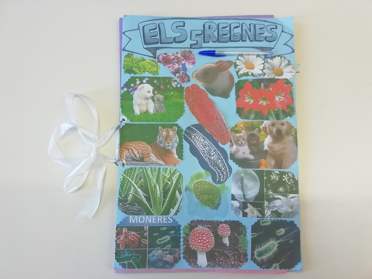 MariolaScience's tweet image. LAPBOOK 5 REINOS (1ESO)
Proyecto individual dirigido de dos evaluaciones que muestra la creatividad a la hora de seleccionar y presentar los contenidos de las unidades del bloque "La biodiversidad en el planeta Tierra" (muestro parte del trabajo) #profesBioGeo