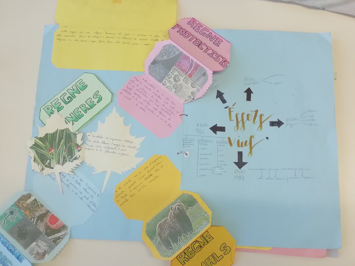 MariolaScience's tweet image. LAPBOOK 5 REINOS (1ESO)
Proyecto individual dirigido de dos evaluaciones que muestra la creatividad a la hora de seleccionar y presentar los contenidos de las unidades del bloque "La biodiversidad en el planeta Tierra" (muestro parte del trabajo) #profesBioGeo