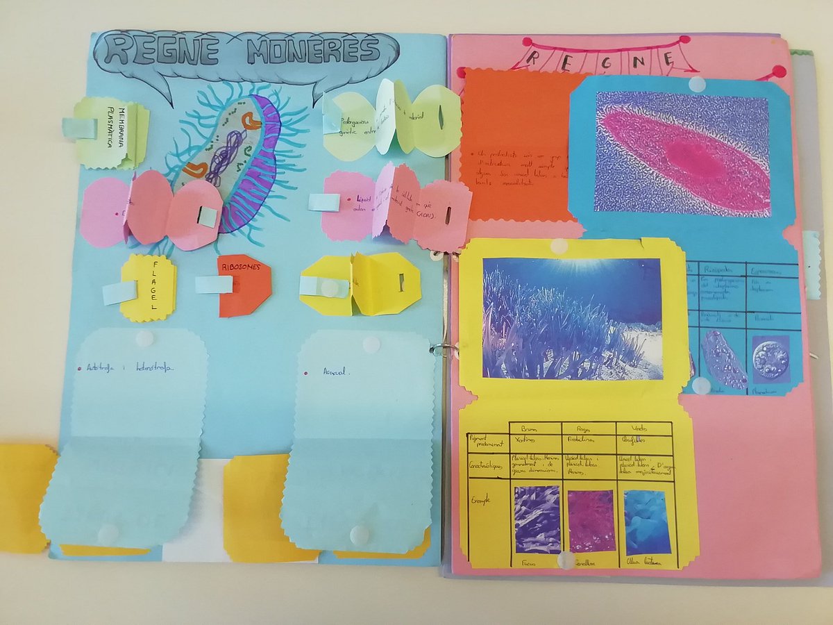 MariolaScience's tweet image. LAPBOOK 5 REINOS (1ESO)
Proyecto individual dirigido de dos evaluaciones que muestra la creatividad a la hora de seleccionar y presentar los contenidos de las unidades del bloque "La biodiversidad en el planeta Tierra" (muestro parte del trabajo) #profesBioGeo