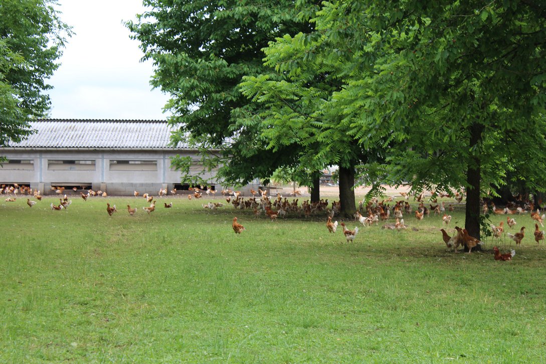 Volailles Fermières d’Auvergne 🐔 tweet media