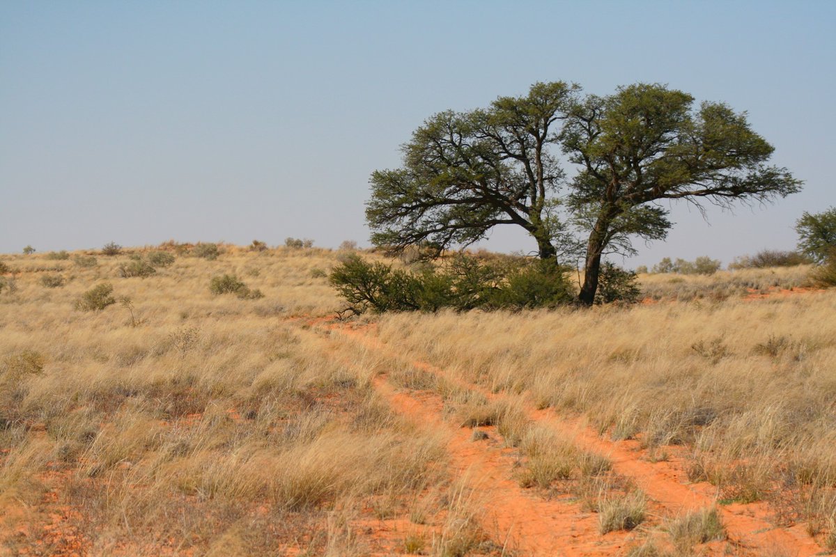 BryanKDM's tweet image. #TravelTomorrow #Kgalagadi2020 @boundless_sa @NorthernCapeSA @Tourism_gov_za @SANParksKTP 
@empowermzansi  #Sunset #camping Nossob Eco Trail #landscapephotography
