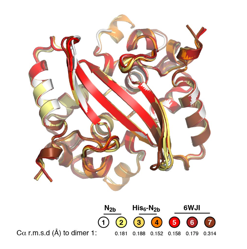 Volodymyr Nechyporuk Zloy Architecture And Self Assembly Of The Sars Cov 2 Nucleocapsid Protein Qiaozhen Ye Alan M V West Steve Silletti And Kevin D Corbett Biorxiv Posted 17 May 10 1101 05 17 T Co Ey4ipeinis