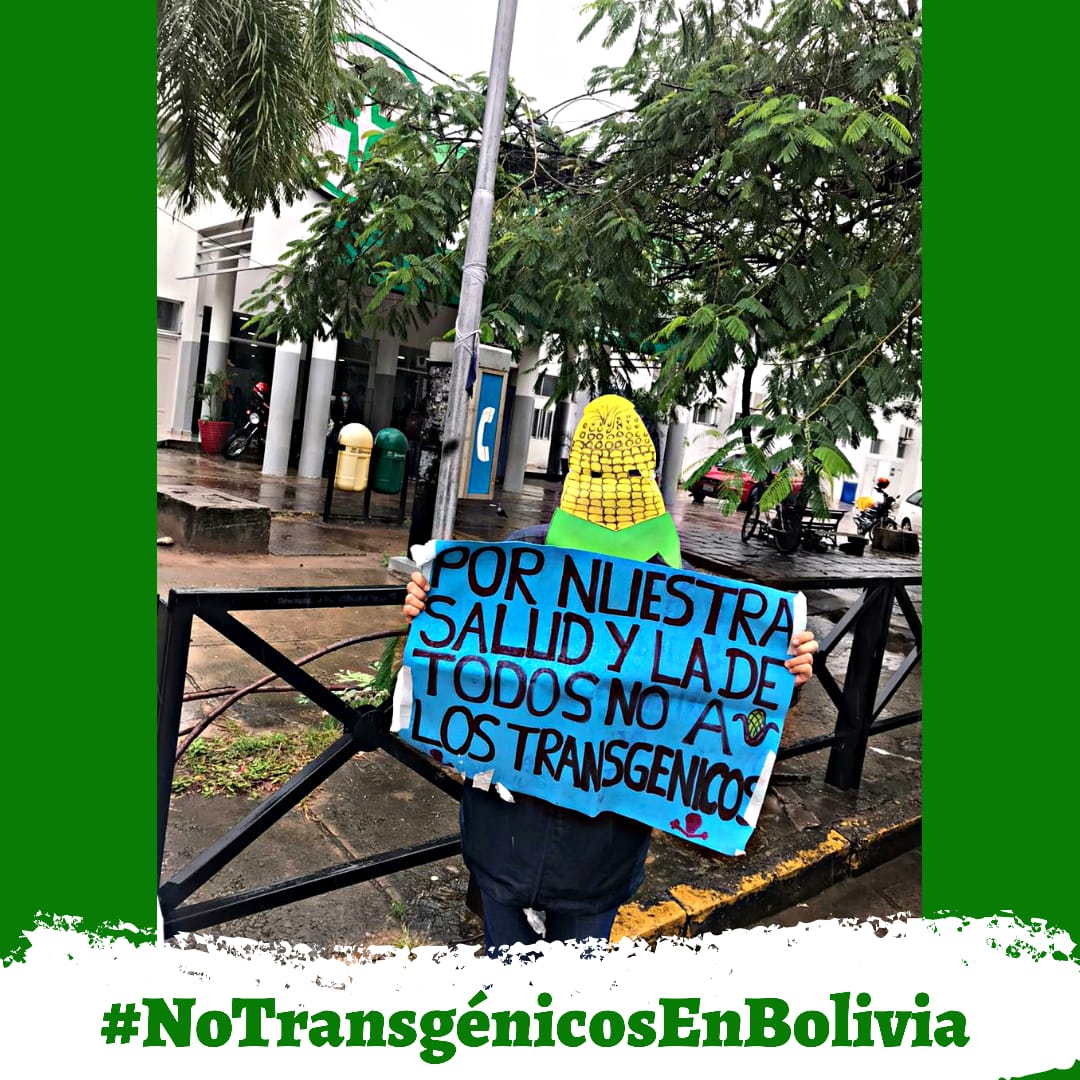 Codapma1's tweet image. #BoliviaLibredeTransgenicos
Por que el #maíz es la base de la #alimentación de los #pueblosdeAméricaLatina y el riesgo que implica para la Seguridad y #SoberaníaAlimentaria la introducción del maíz transgénico en Bolivia. #FueraTransgénicosDeBolivia  por que #ElMaízEsMiRaíz