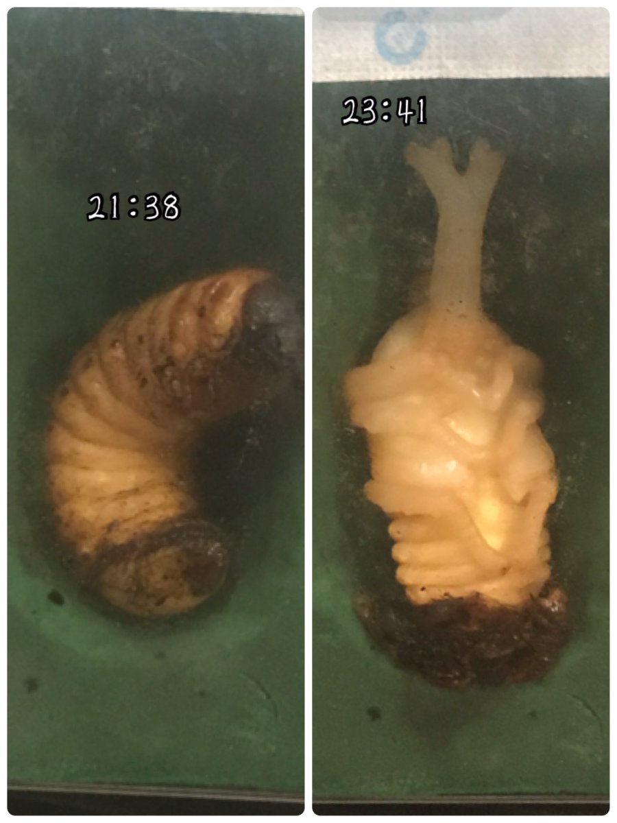 Micheasaurus's tweet photo. 幼虫➡️蛹
オスだー！
#カブトムシ #蛹 #蛹化 https://t.co/LWlE2WpK2j