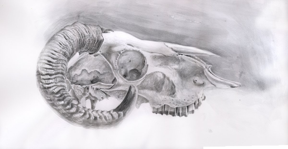 Serec_Fourmyle's tweet photo. Pencil and graphite wash on paper
#Drawing #Pencil #PencilDrawing #GraphiteWash #Study #Sketch #art #LifeDrawing #OrganicForm #skull #ram #DrawingFromLife #RamSkull https://t.co/erA24jzMqm