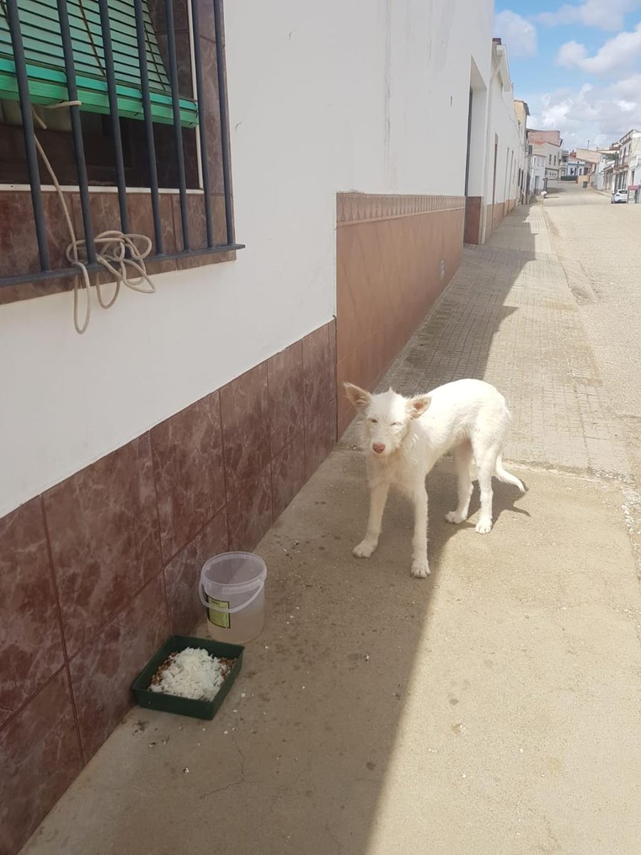 YolandaC4's tweet photo. @Batallon_Merida quiere salvarle. Está en peligro. Necesita #acogida #ayuda #adopción responsable https://t.co/JoKle5ws6q
