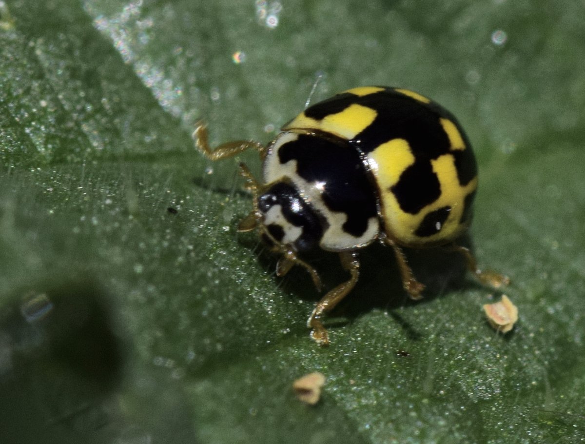 DaveyManMcG's tweet image. Lockdown eases so the safari ventures a little further afield in search of wonderful wildlife lalows.blogspot.com/2020/05/week-8… #WildBlogs #FyldeFuture #NorthernGreenhouse #Blackpool