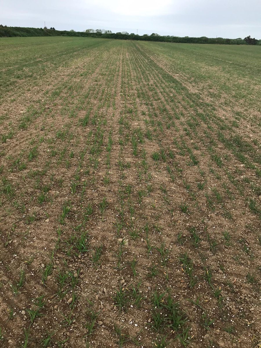 Drilled the same day. The difference is soil ph. Always soil test kids. #agronomy #fromthesoilup