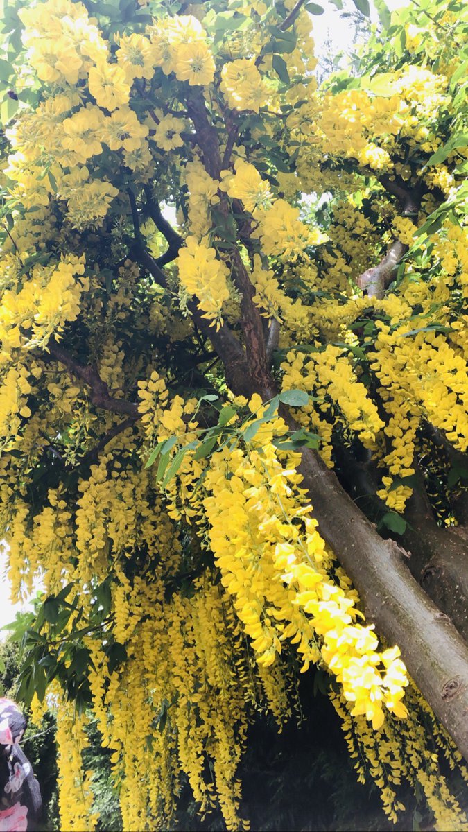 DONNA87940660's tweet photo. My beautiful laburnum tree , it’s so gorgeous this time of the year #trees #laburnumtree #mondaythoughts #staysafe #mybeauty #StayHomeSaveLives https://t.co/NzOcYLa65T