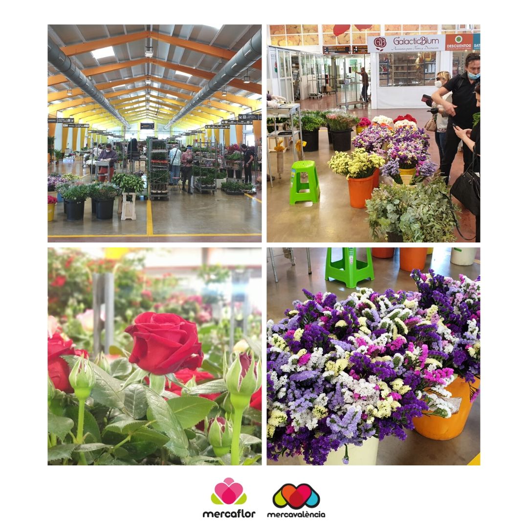 Mercavalencia1's tweet photo. Quin gran primer dia hem viscut a #Mercaflor🌸 Gràcies a totes les persones que han fet possible que tornara la #Primavera.😍 Tots estos colors i aromes ens han alegrat el dia, i a tu també et poden alegrar, així que corre a la teua floristeria 💐 #RegalaFlors 🌴 #RegalaPlantes https://t.co/ffhw1LKWAF